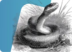 Synthetic Fraud Prevention